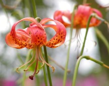 tiger lily